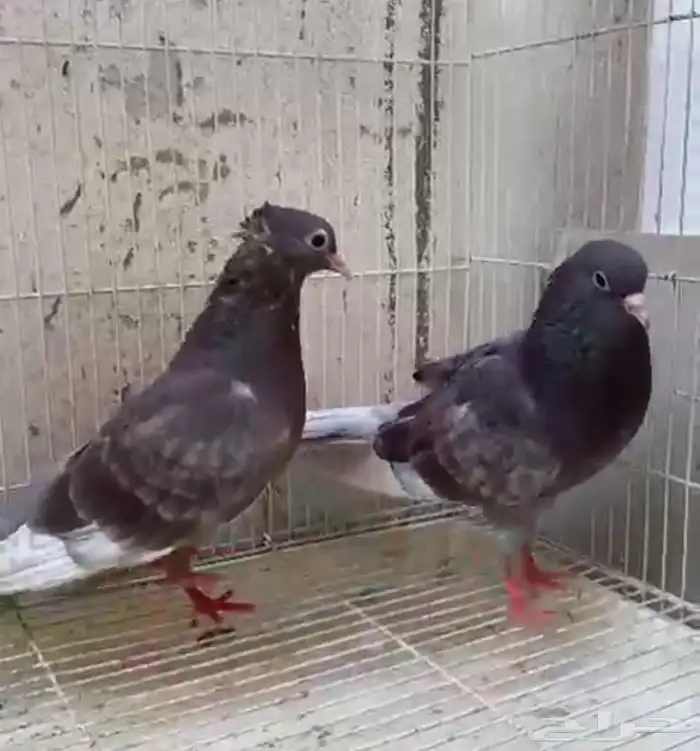 حمام صنعاني بفروخه 0