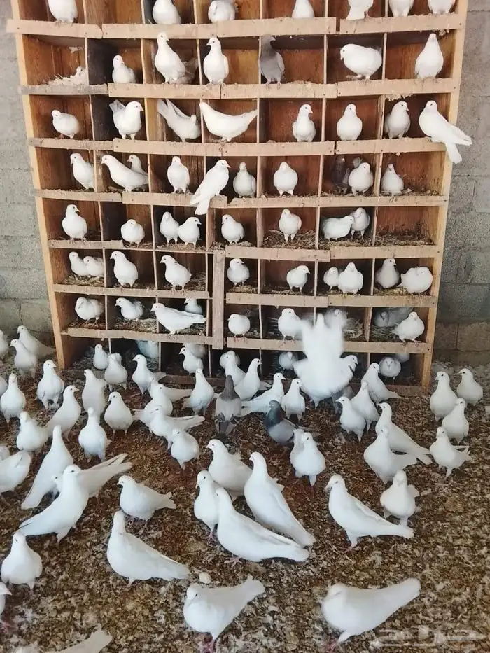 حمام فرنسي منتج سوبر جامبو شرط صحه وإنتاج بفضل الله 0