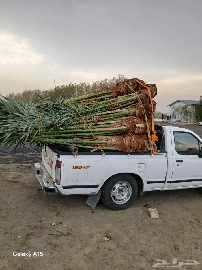 السلام عليكم ورحمه الله وبركاته عندنا نخل طيب متواجد في مكه 9