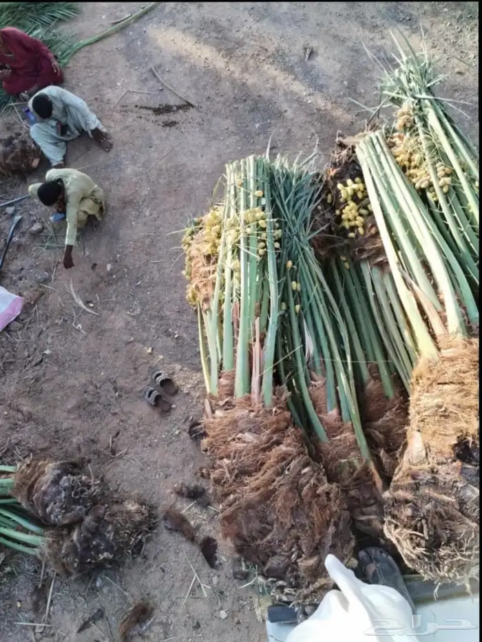 السلام عليكم ورحمه الله وبركاته عندنا نخل طيب متواجد في مكه 0