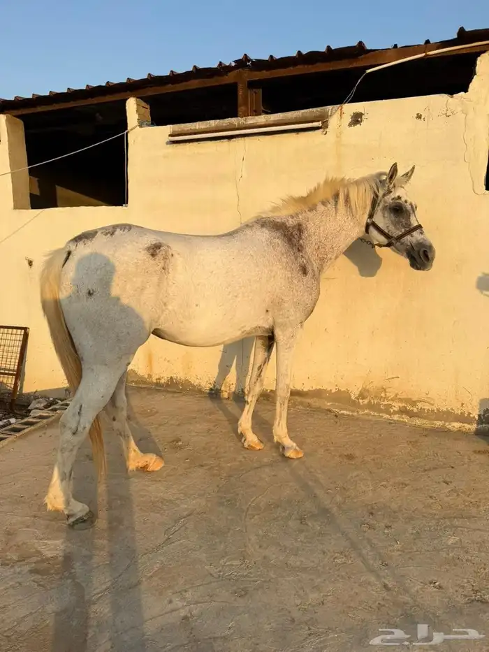 للبيع فرس و مهرين 0