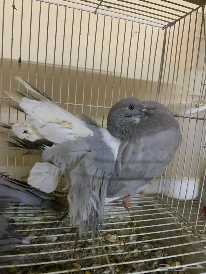 حمام شماسي هولندي لافندر 2