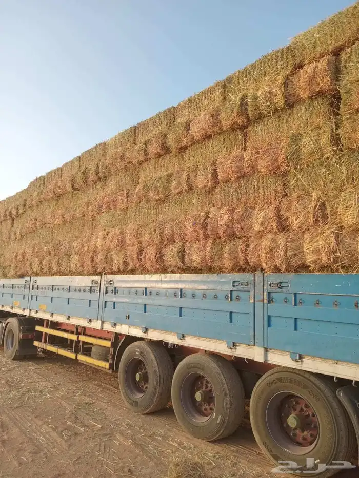 برسيم مخلوط برسيم صافي تبن بور قصب ناعم 4