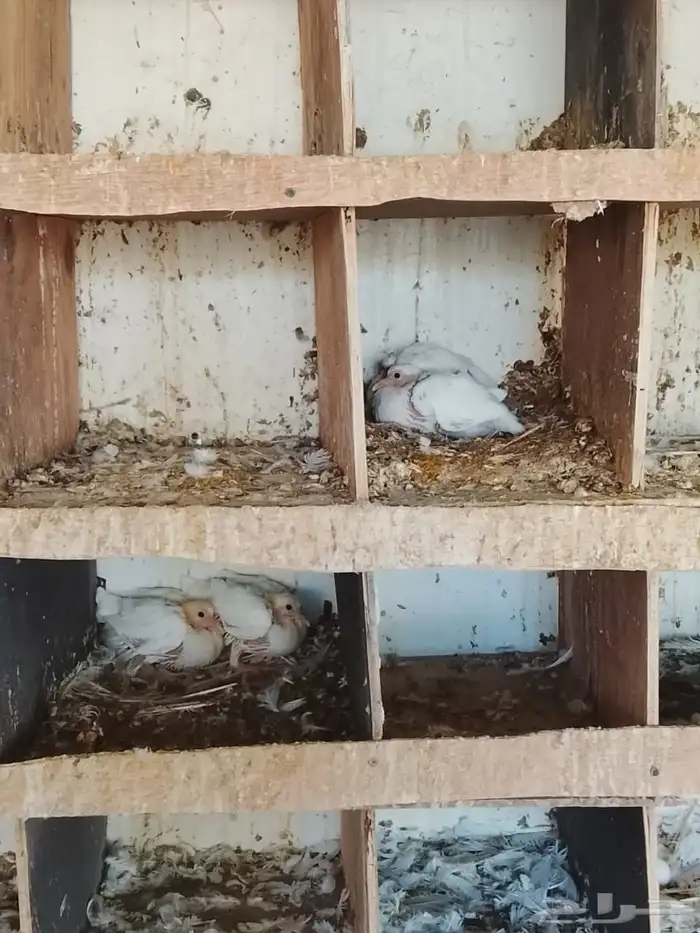 حمام فرنسي منتج سوبر جامبو شرط صحه وإنتاج بفضل الله 2