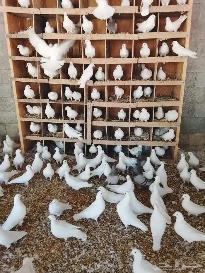 حمام فرنسي منتج سوبر جامبو شرط صحه وإنتاج بفضل الله 1