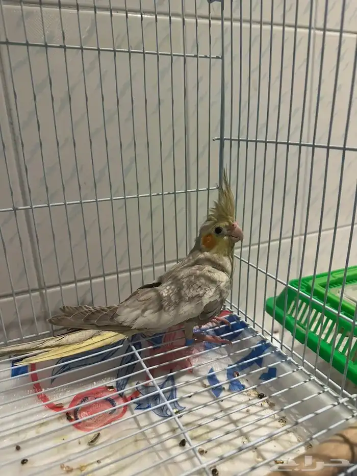 للبيع 5 حبات كروان فراشه مجهولين 3