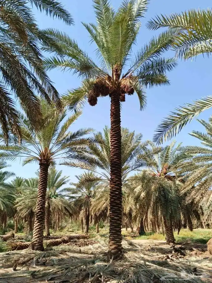 توريد وترحيل النخيل جميع مناطق مملكه 1