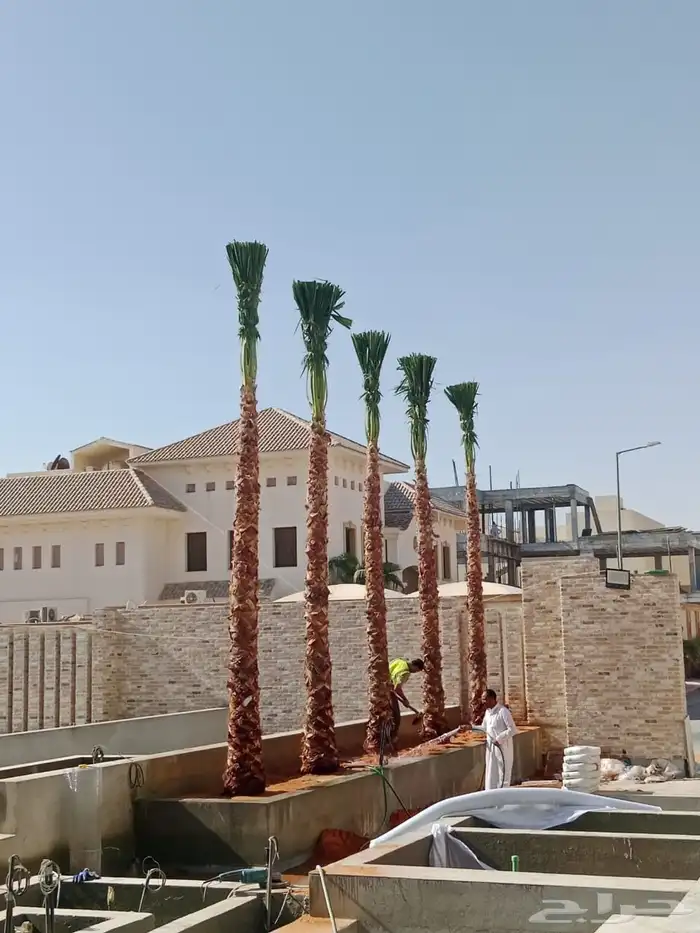 نخيل وشنطوني زينه أمريكي 5