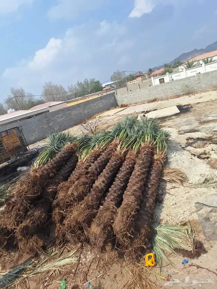 جثايث وفسايل للبيع متواجدة 0