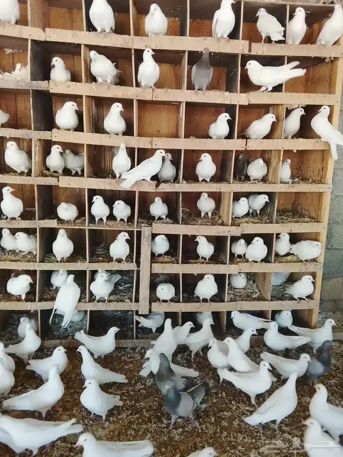 حمام فرنسي 2