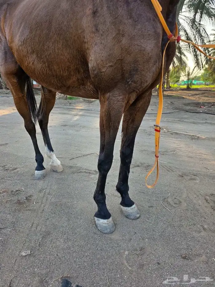 فرس شعبية للبيع 2