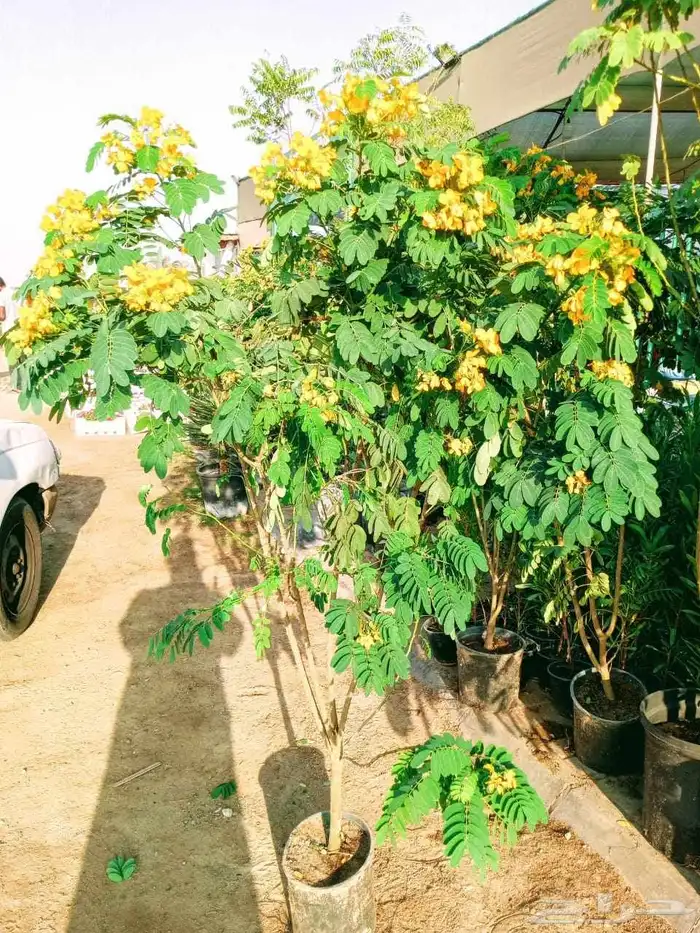 مصطفى بيع جميع انواع النخل والشجر والعشيب والورد والزهر وقص 2