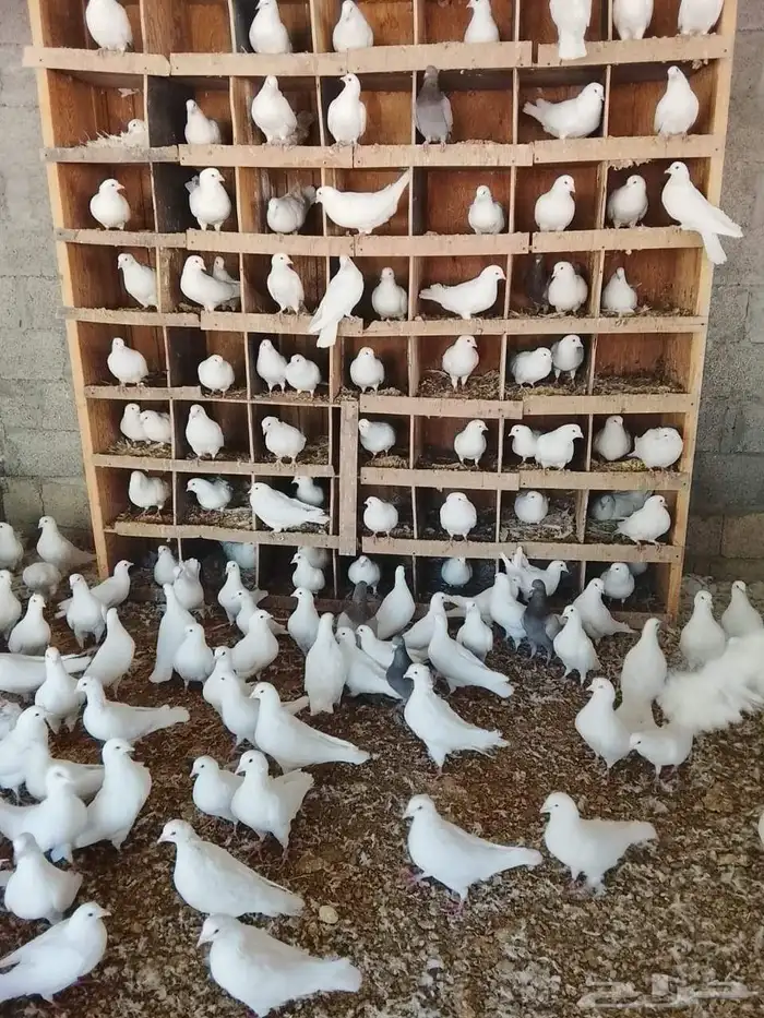 حمام فرنسي 0