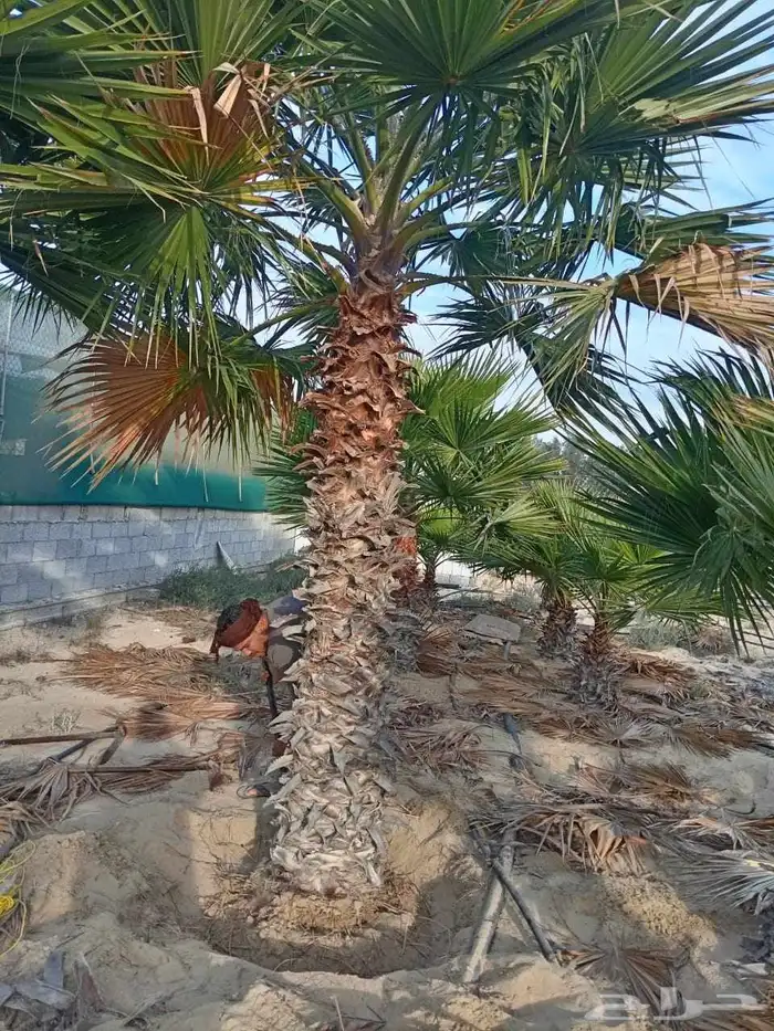 مصطفى بيع جميع انواع النخل والشجر والعشيب والورد والزهر وقص 1