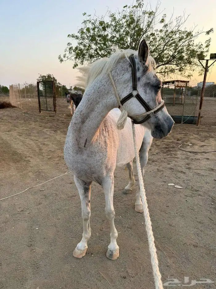للبيع فرس و مهرين 2