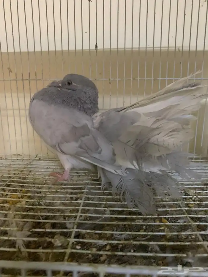 حمام شماسي هولندي لافندر 3