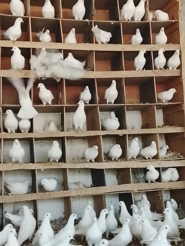 حمام فرنسي منتج سوبر جامبو شرط صحه وإنتاج بفضل الله 3