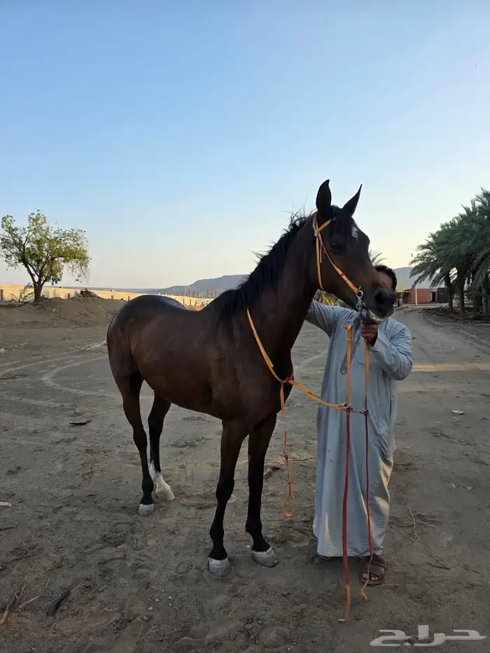 فرس شعبية للبيع 0