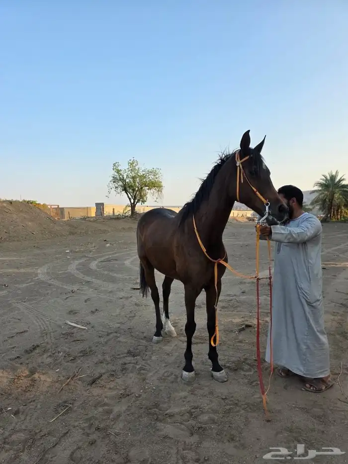 فرس شعبية للبيع 1