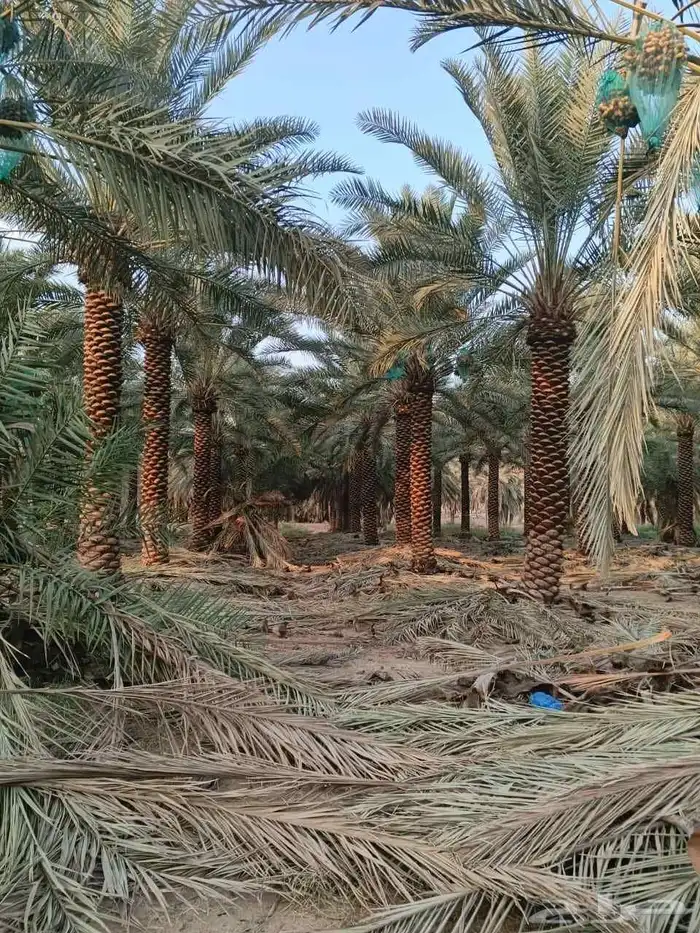 توريد وترحيل النخيل جميع مناطق مملكه 2