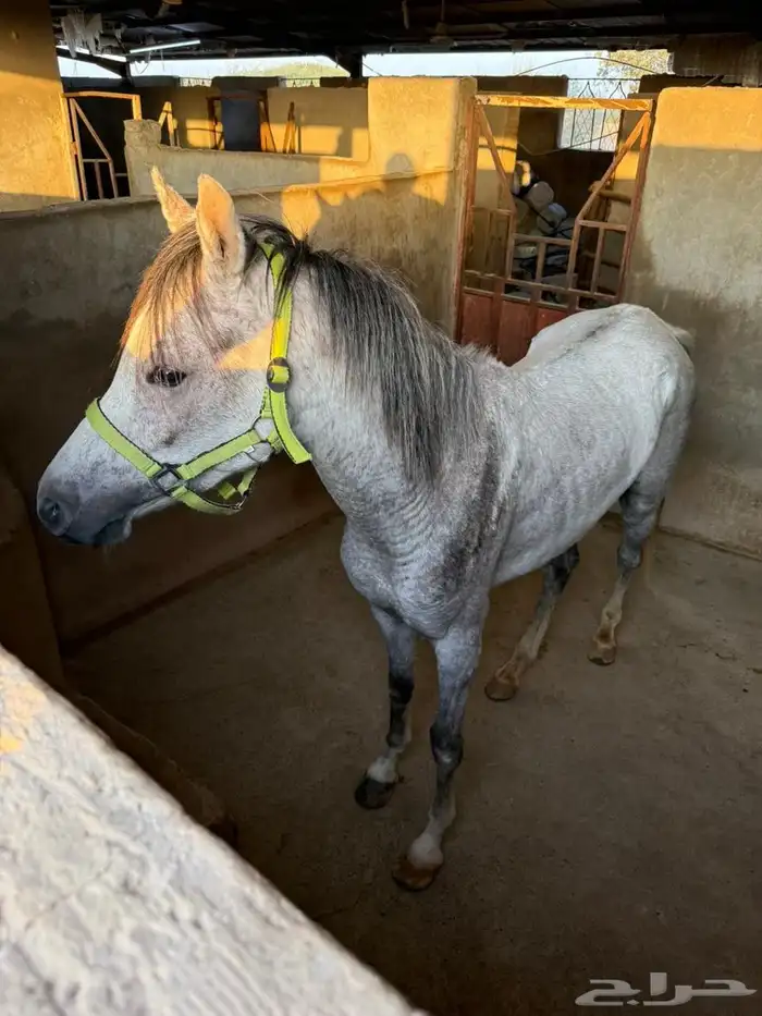 للبيع فرس و مهرين 3