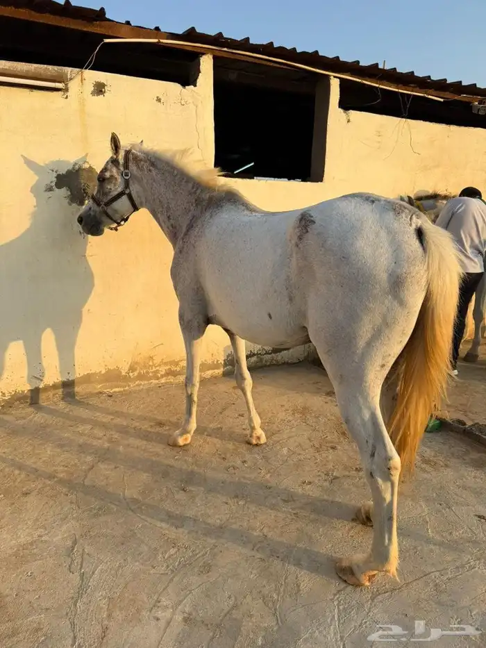 للبيع فرس و مهرين 1