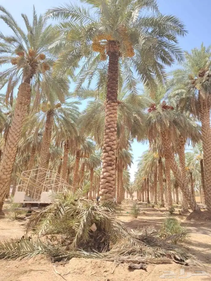 نخل نقوم بتوريد جميع انواع انخل العربي والواشنطني 3