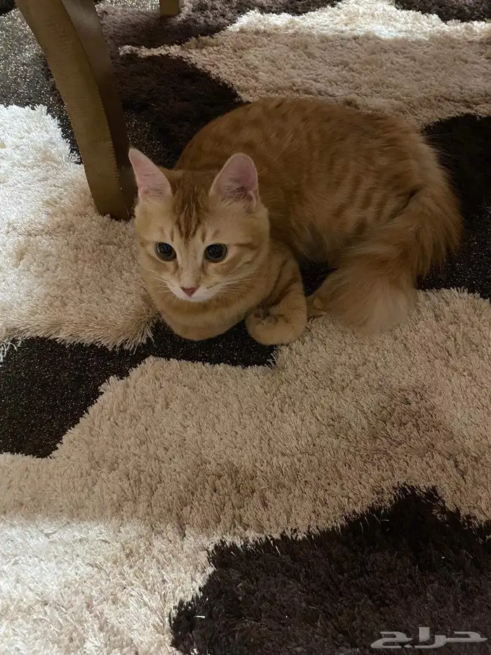 قطة للتبني مجانا 0