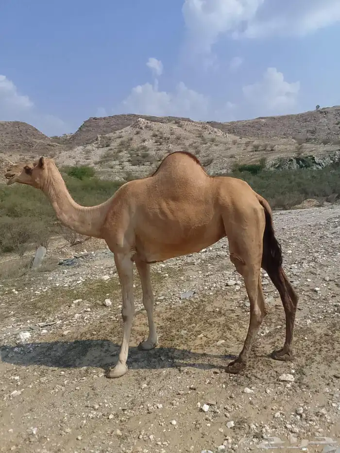 بكره جنب سديس 0