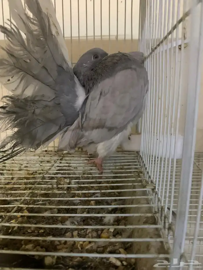 حمام شماسي هولندي لافندر 1