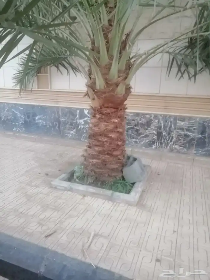 نخل نقوم بتوريد جميع انواع انخل العربي والواشنطني 2