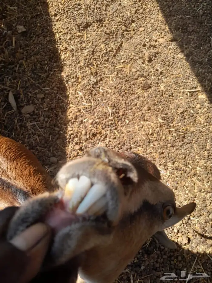 عنز محايليه يتبعها تيس وجفره 3