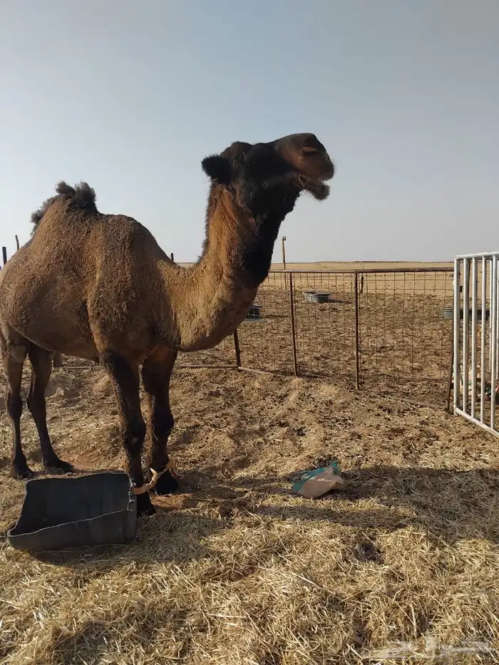 بعير اصفر فريحي 1