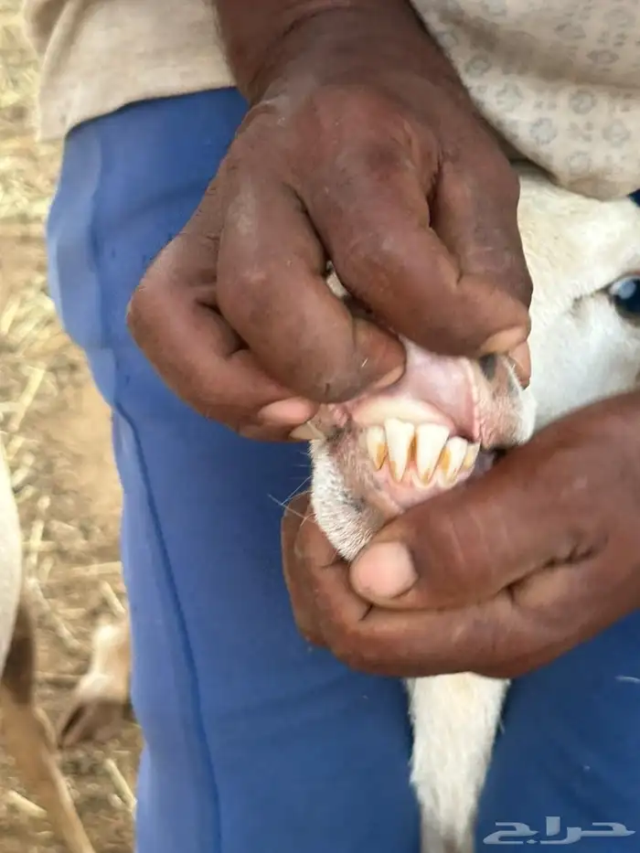 ضان رفيديات بعيالها 3