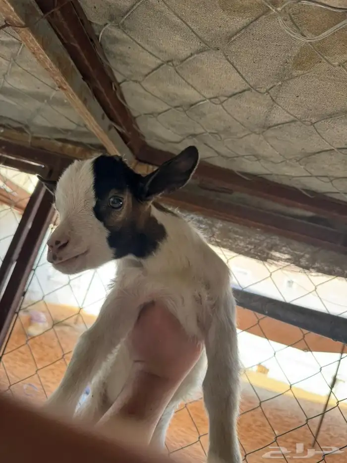 بيعت الله يبارك لراعيها 3