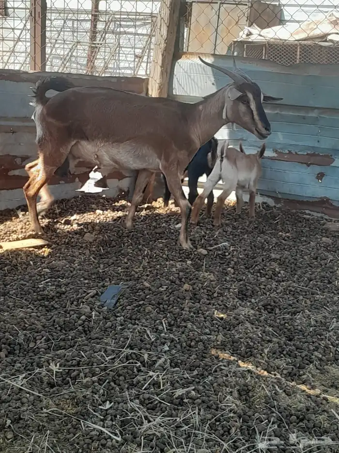 عنز محايليه يتبعها تيس وجفره 1