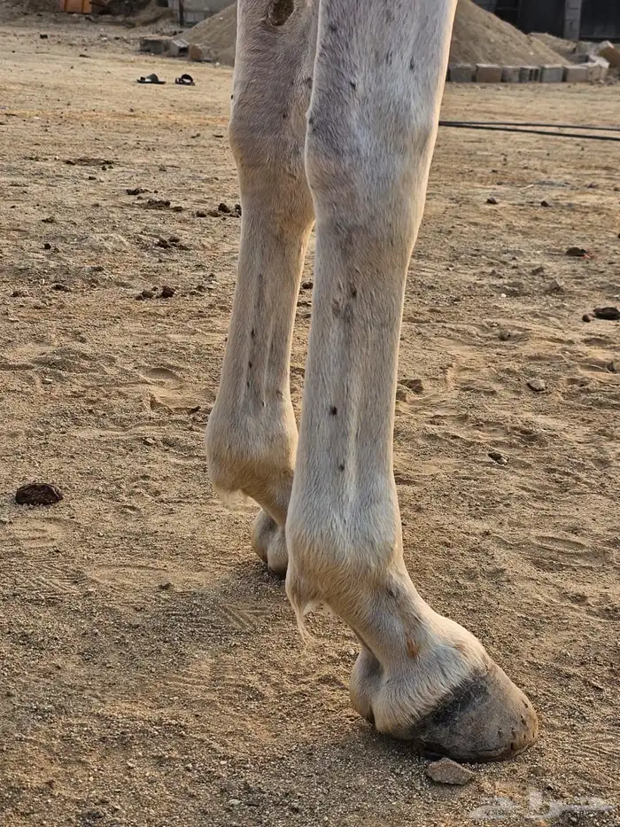 خيل شعبي 2