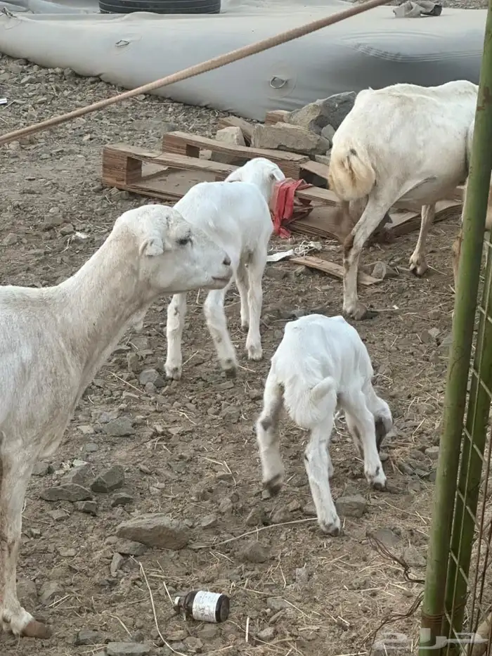 ضان رفيديات بعيالها 2