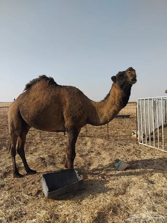 بعير اصفر فريحي 0