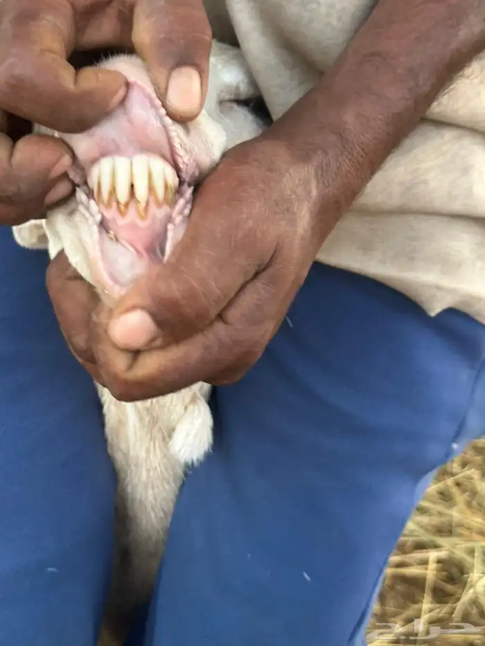 ضان رفيديات بعيالها 6