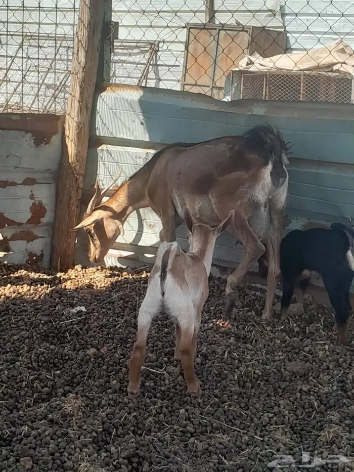 عنز محايليه يتبعها تيس وجفره 0