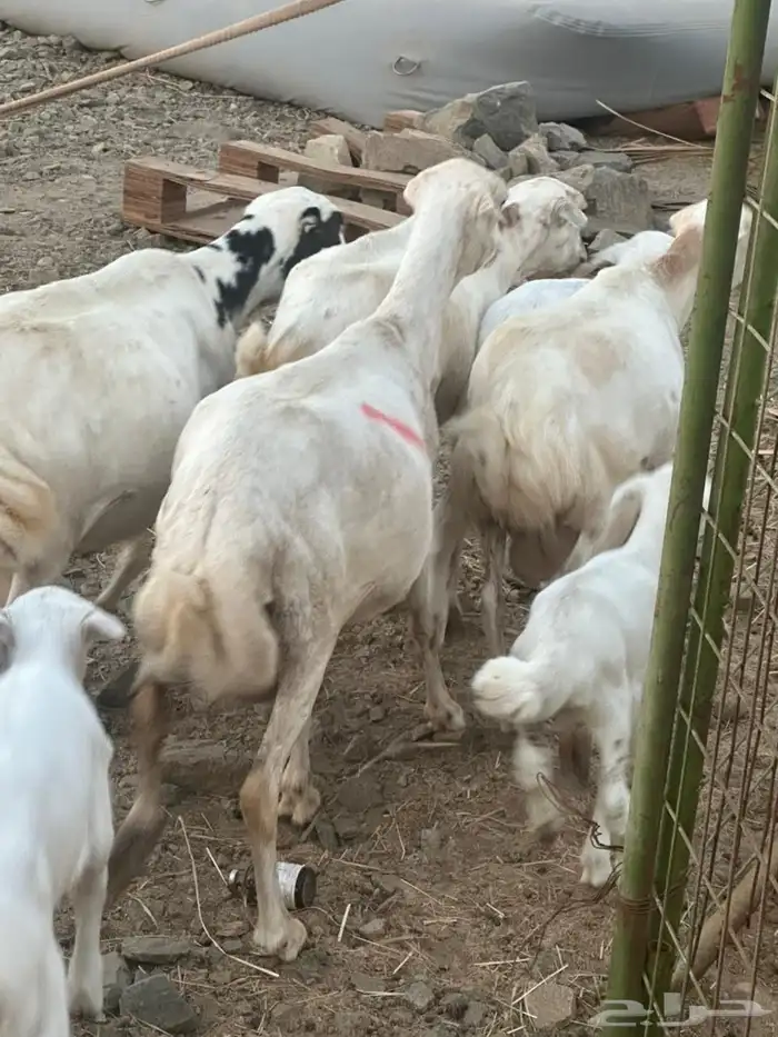 ضان رفيديات بعيالها 0