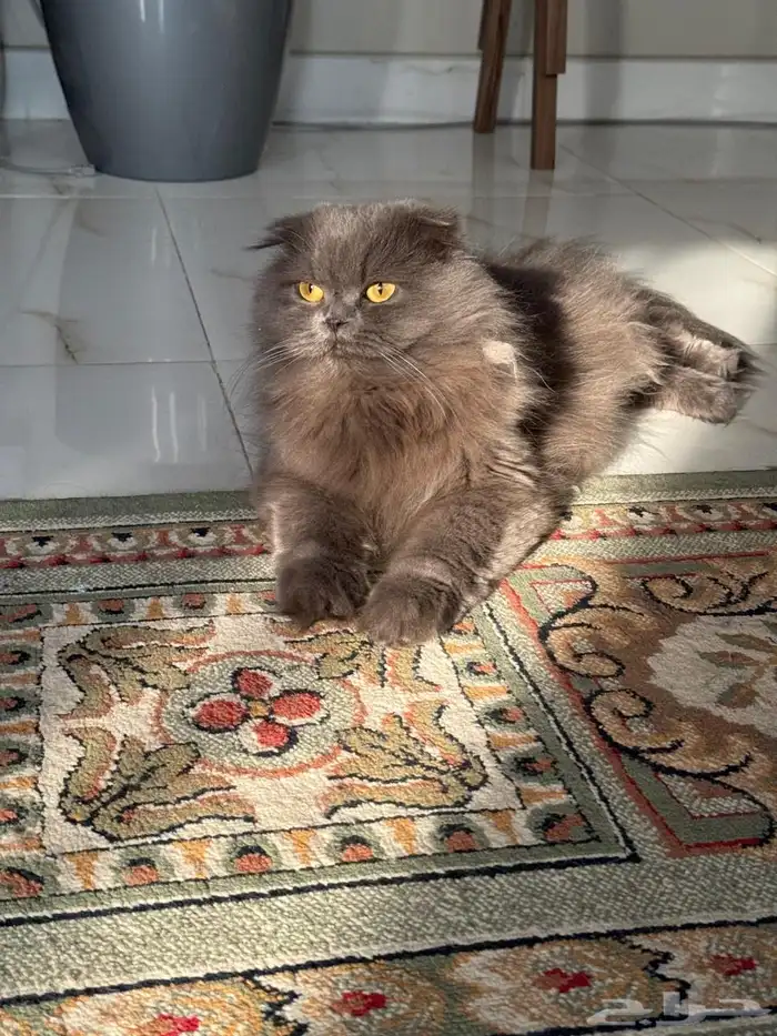 قطط للتبني 3