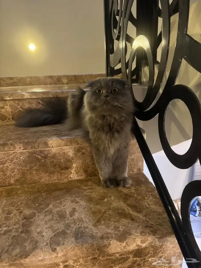 قطط للتبني 4