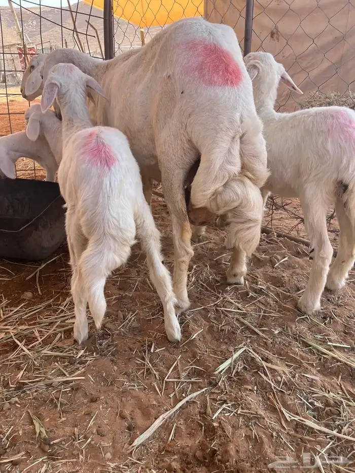 شياه معها توم 1