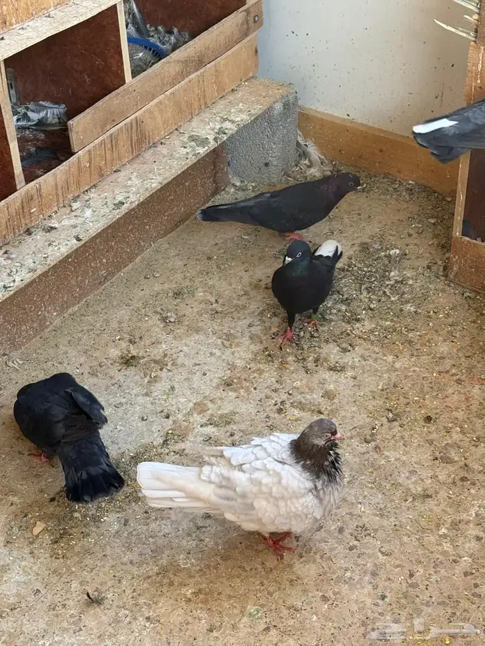 للبيع حمام مشكل 6