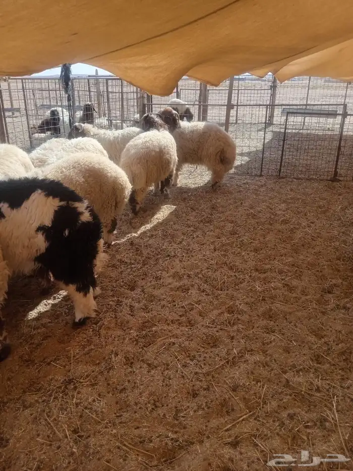 طليان نعيمي عدد 20 راس 0