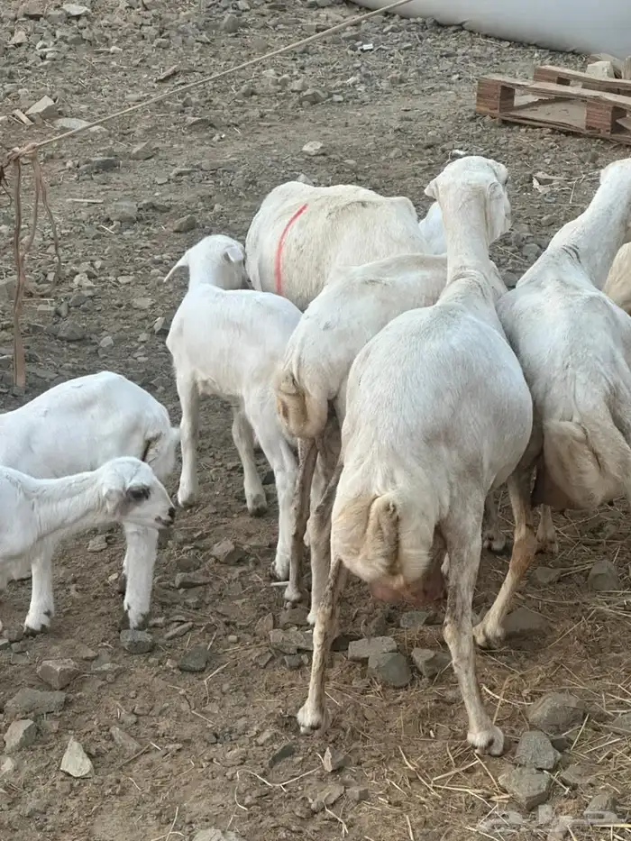 ضان رفيديات بعيالها 1