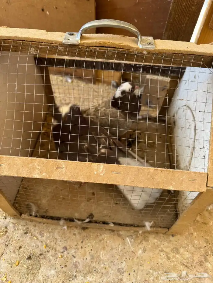 للبيع حمام مشكل 12