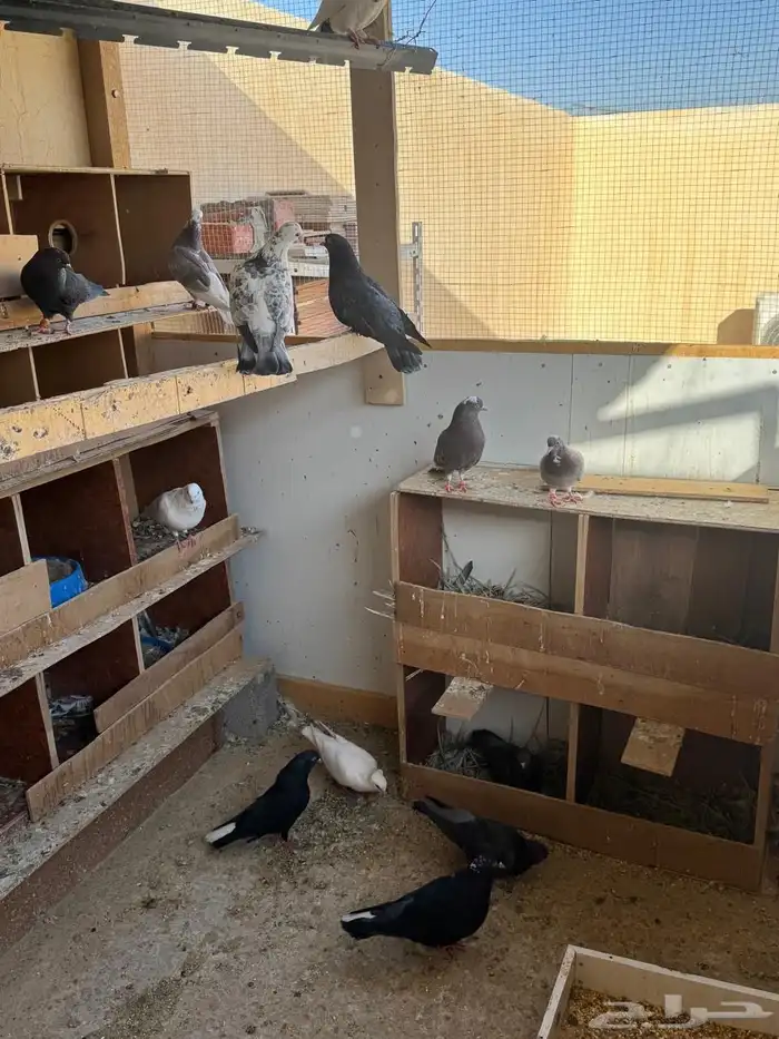 للبيع حمام مشكل 1